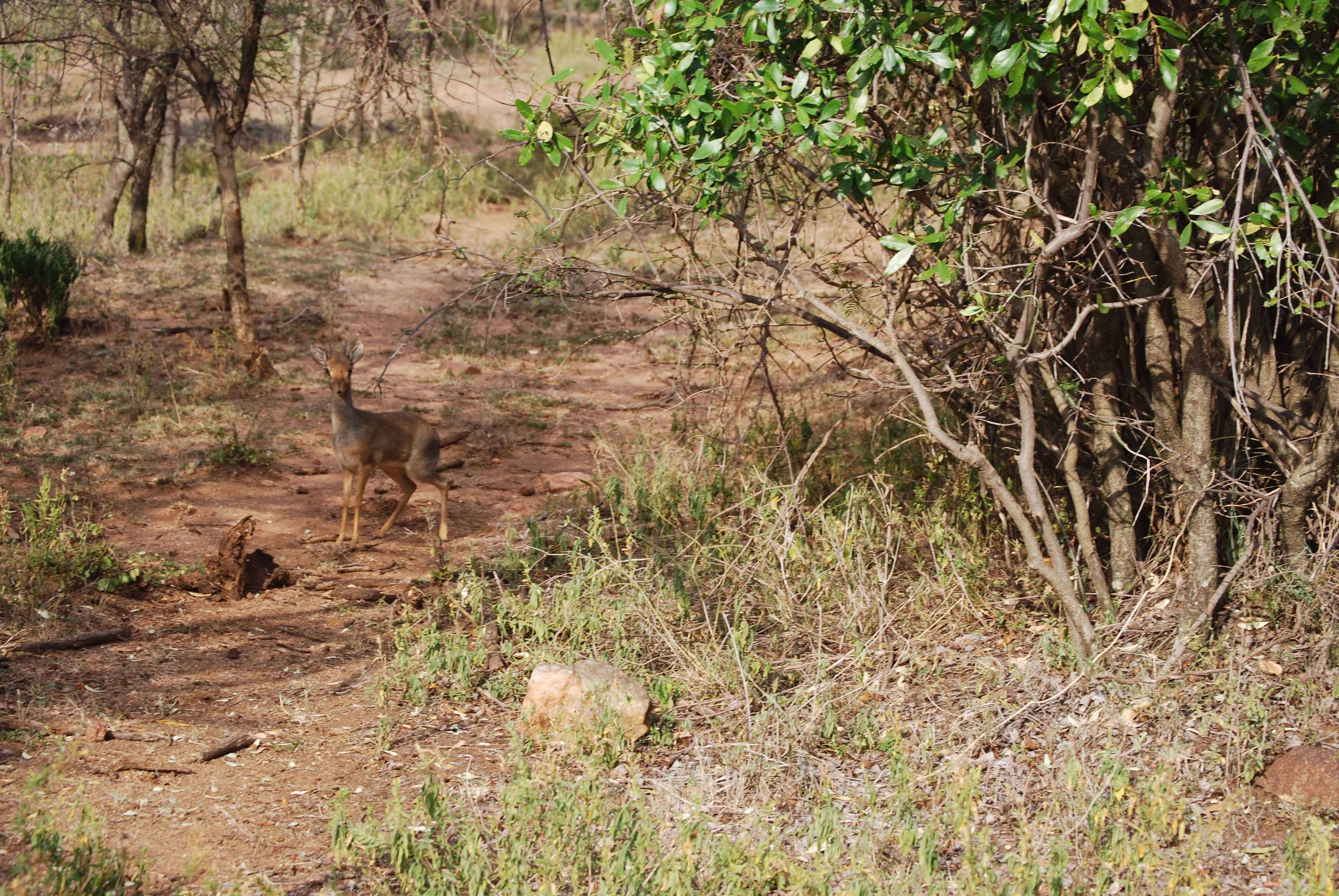 Inmigrantes ilegales por un rato, mas leones enamorados y muchas flores - Regreso al Mara - Kenia (7)